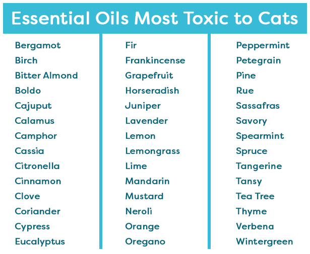 Are Essential Oils Toxic to Cats? Find Out Which to Avoid! • IttyKitty.com