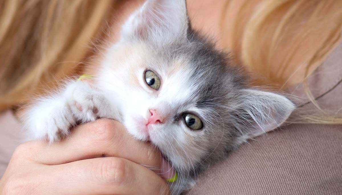 Why Do Cats Lay on their Owner's Chest? •